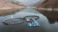 Кыргызстанда алты суу тилке балык өндүрүү үчүн пайдаланууга берилди изображение публикации
