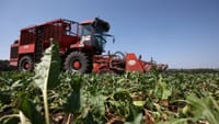 Кыргызстанда багбанчылыкты өнүктүрүүнүн программасы иштелип чыкты изображение публикации
