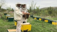 Таттуу бизнес – чет өлкөгө 50 тоннага чейин бал экспорттогон Кайрат Махсудинов менен маек изображение публикации