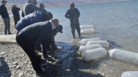Орто-Токой суу сактагычына 1.2 млн даана чабактар кое берилди изображение публикации