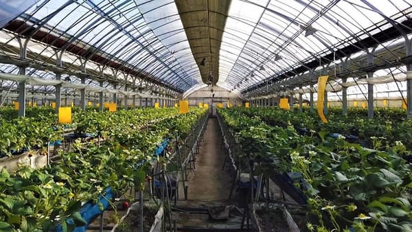 Кыргызстанда 1 305 күнөскана бар – Айыл чарба министрлиги