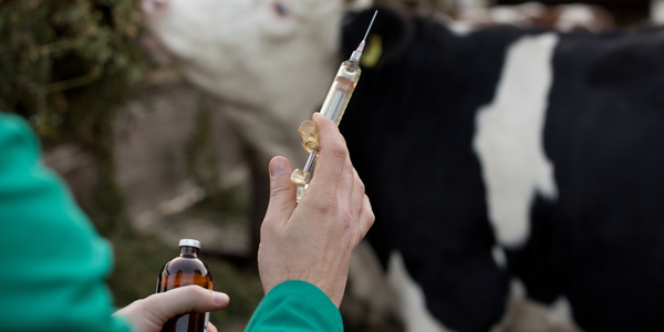 Өлкөдө ветеринардык иштердин планы 102%га аткарылды