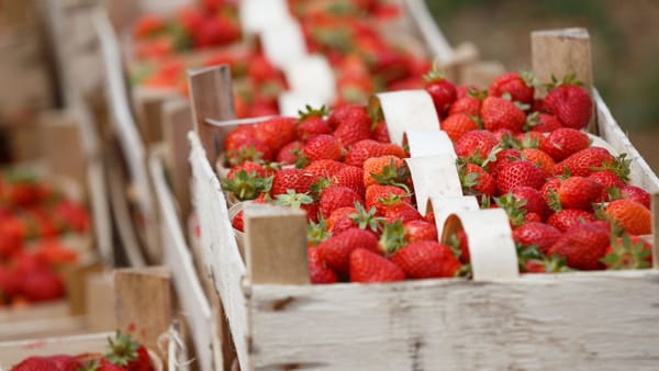 Кыргызстандын мөмө-жемиштери Европа мамлекеттерине экспорттоло баштады