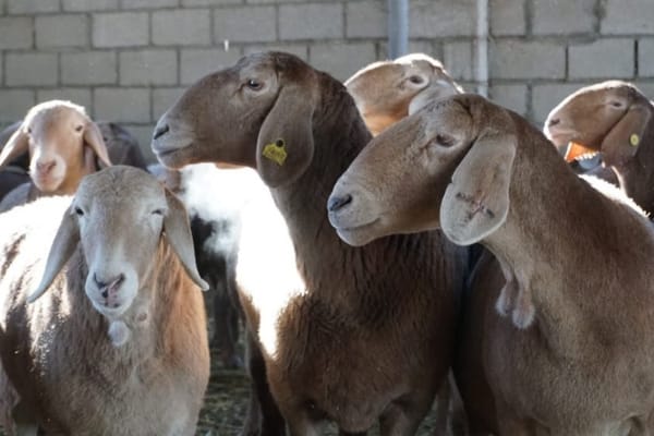 Бишкектин кайсыл аймактарында үй жаныбарларын кармоого болбойт?