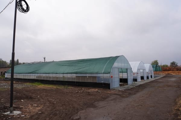 Кыргызстанда көмүртектик-нейтралдык токой түзүү долбоору ишке ашты