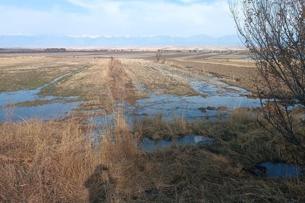 Республика боюнча күзгү ным топтоо сугаты  95%га аткарылды