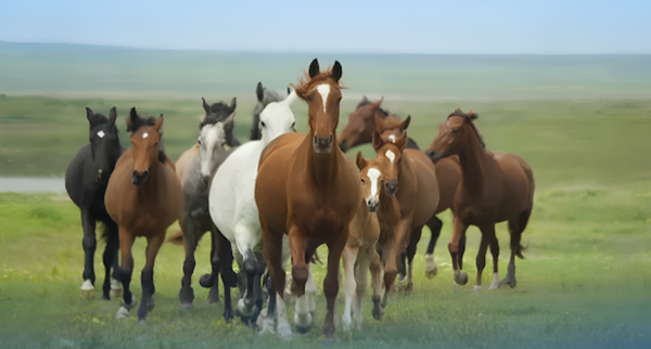 Асыл тукум мал чарбасын өнүктүрүү үчүн фермерлерге 291,06 млн сом насыя берилди