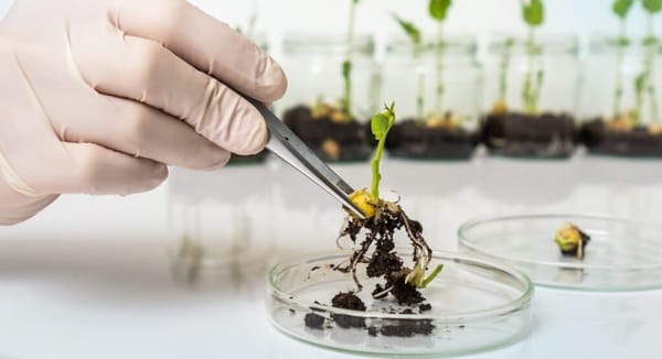 Өсүмдүктөрдүн коопсуздугу үчүн 10 айда 40 миңден ашык  экспертиза жүргүзүлгөн