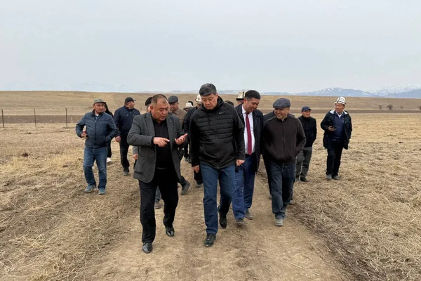 Күздүк буудай эгүү эмне үчүн жакшы?