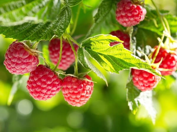 Тогуз-Тородо дан куурайдын "полька" сорту отургузулду