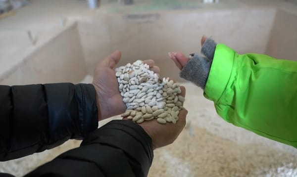 Өкмөт төө буурчактын баасын турукташтыруу үчүн 100 млн сом бөлдү