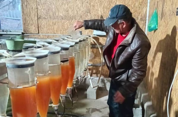 Кыргызстанда балык чарбаларын калыбына келтирүү иштери башталды