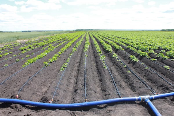 2026-жылы 5 миң гектардан ашык аянтка тамчылатып сугаруу системалары орнотулат