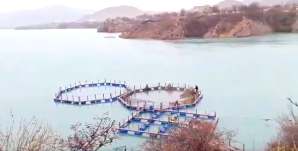 Таш-Көмүрдөгү 5 балык чарбасында мыйзам бузуулар аныкталды