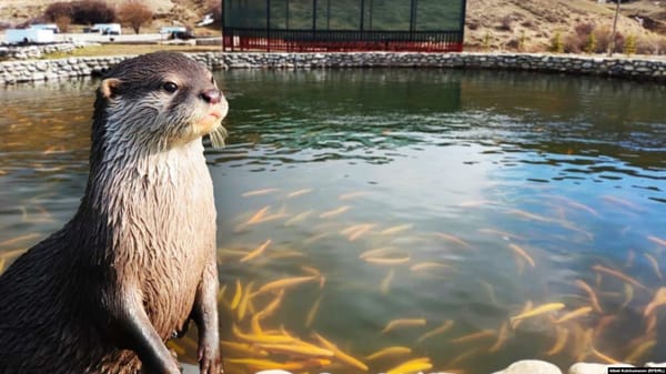 Кыргызстанда акыркы 10 жылдан бери биринчи суу кундузу катталды