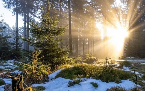 Декабрдын аягында аба ырайы 13 градуска чейин жылыйт