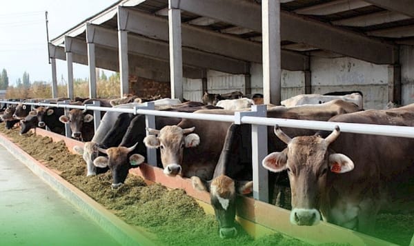 Мал чарбачылыгын өнүктүрүү боюнча 3 млн 500 миң сомдук долбоор старт алды