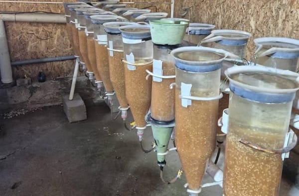 «Соң-Көл балык чарба» ишканасы 6,5 млн балык уругун инкубацияга жайгаштырды