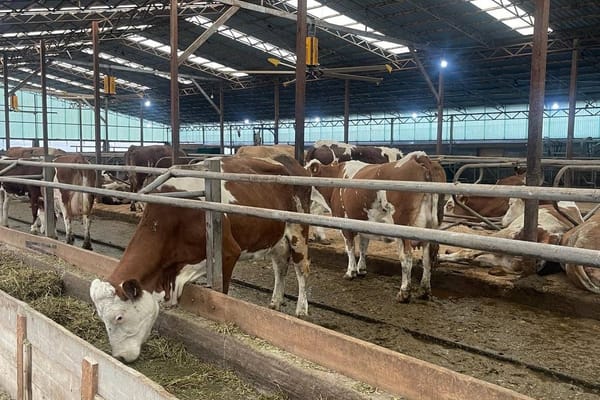 "Бермет" дыйкан чарбасы: 30+20+10" долбоорунун ийгиликтүү мисалы