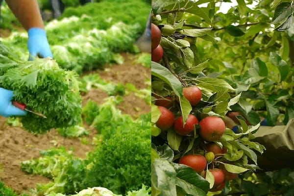 Кыргызстанда Англиядагы сезондук иштерге онлайн-каттоо ачылды