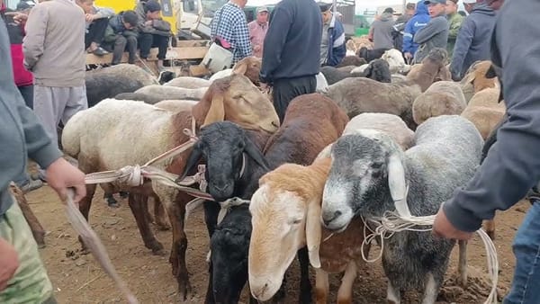 Токмок мал базары 1-январда жабылат