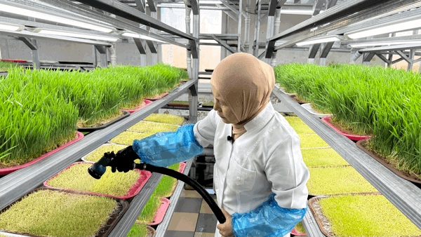 Гидропоника ыкмасы менен  органикалык ширелер өндүрүлүүдө