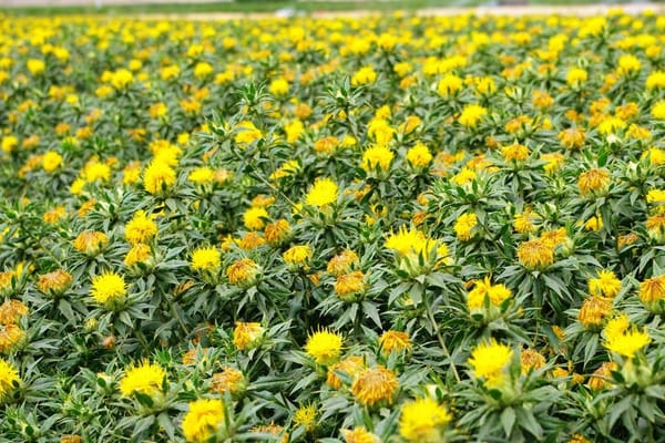 Сокулукта сафлор аянтын кеңейтүү максат кылынып жатат