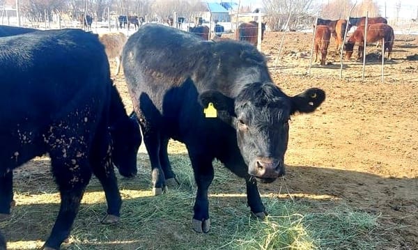 Ат-Башыда 3%дык насыя менен ангус породасындагы мал чарбасы өнүгүүдө