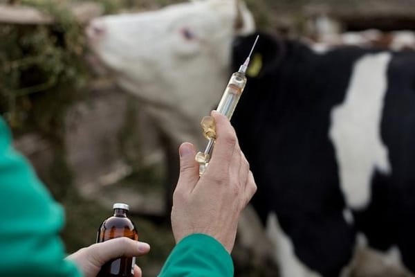 2025-жылы ветеринардык ишчаралардын планы 104 % аткарылды