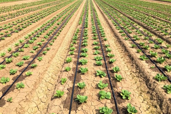 Баткен районунда 143 гектар жерге тамчылатып сугаруу системасы орнотулат