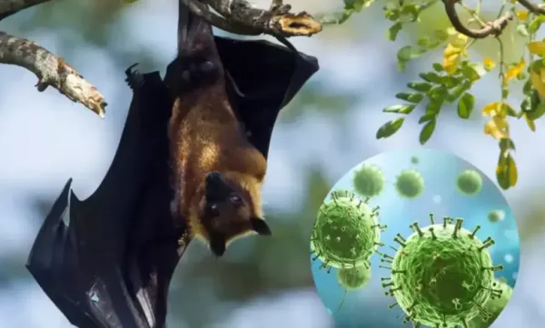 Кыргызстанда бүгүнтөн тарта Индиядан жаныбарларды, эт продукцияларын алып кирүүгө тыюу салынды