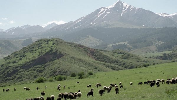 ЖК депутаты жайыт комитеттерин түзүү чоң ката болгонун билдирди