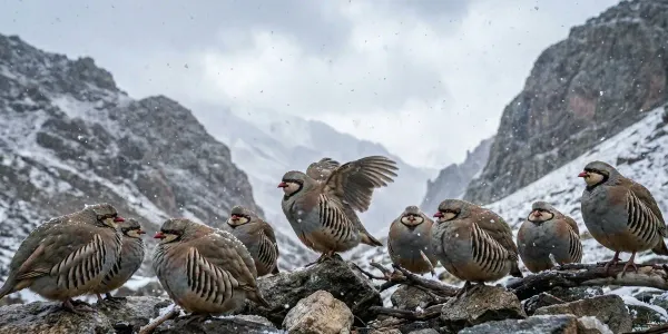 Токтогулда кекиликтерге мыйзамсыз аңчылык кылгандарга 48,5 миң сом айып салынды
