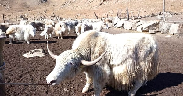 Кыргызстанда топоз багуу келечектүү багыт катары каралууда