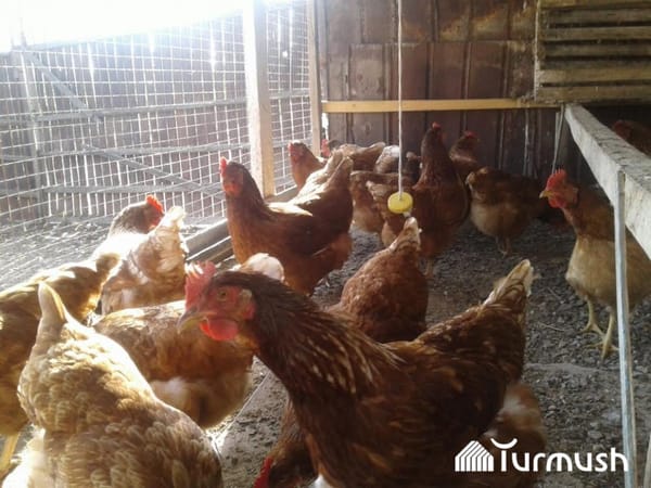 Кыргызстанда былтыр үй канаттуулары 8,6 миллионго жетти