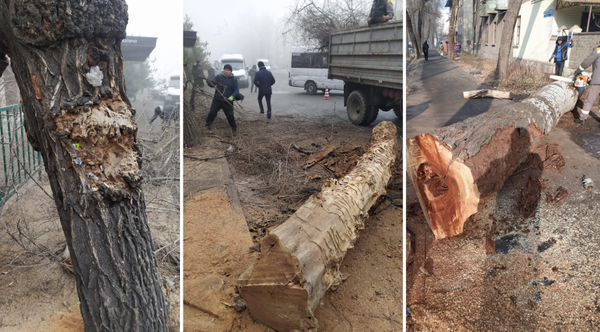 Бишкек шаарында быйыл 1 миңге чейин эски бак-дарактар кыйылат