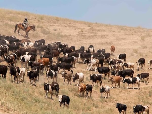 Асыл тукум малды көбөйтүү жайыт деградациясын 5%га азайтат
