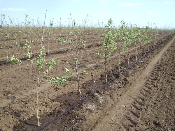 Балыкчы токой чарбасы тамчылатып сугарууга өтүүгө 39 млн сом жумшайт