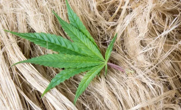 Д.Бекешев: Кара куурайдан кийим өндүрүүнү тездетишибиз керек