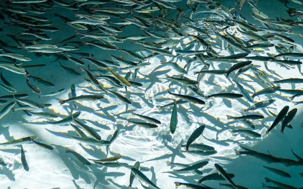 Балык тоюттарынан кошумча нарк салыгы алынбайт