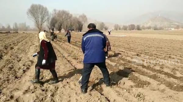 Араванда картошка эгиле баштады