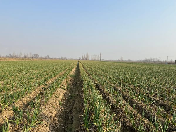 Аравандын пияз жана сарымсак талааларына мониторинг жүргүзүлдү