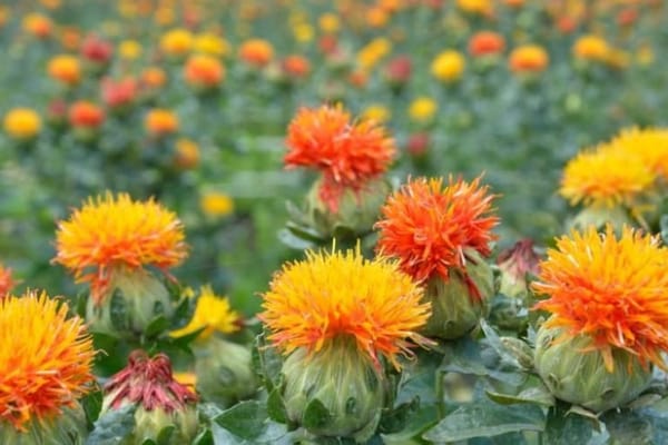 Кыргызстанда кайрак жерлерге сафлордун "Ершовский" сорту эгилет