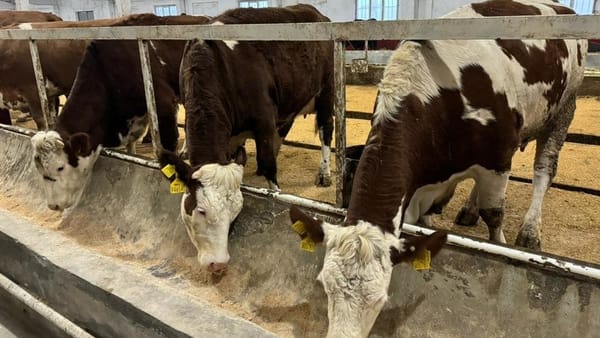 Быйыл асыл тукум мал багууга 2 млрд сом насыя 3% менен берилет