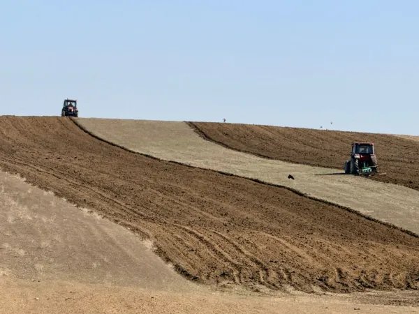 Ноокат районунда 200 гектар жерге буудай, арпа эгилди