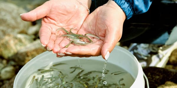 Соң-Көлгө 4,2 млн чабак коё берилди