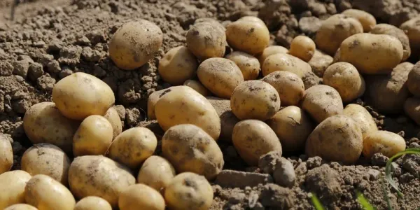 Араванда картошка айдоонун заманбап техникасы колдонулууда