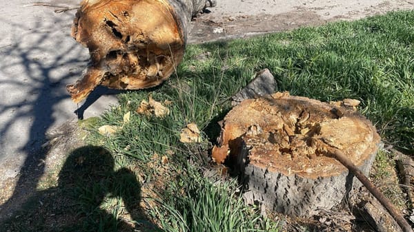 Бишкекте эски дарактардын ордуна жаңы көчөттөр отургузулууда