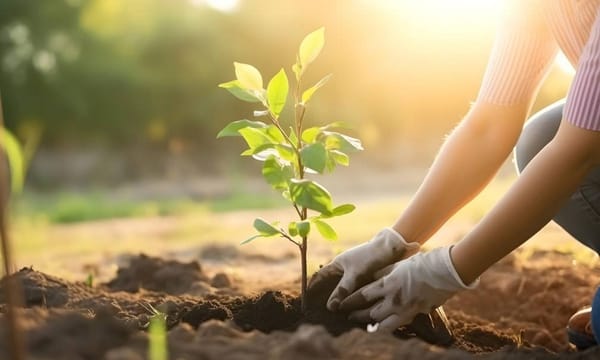 Быйыл "Жашыл мурастын" алкагында 9 млн көчөт отургузуу пландалууда