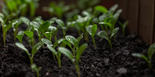 Өзбекстандан келген 80 миңден ашык көчөт чек арадан өткөрүлгөн жок